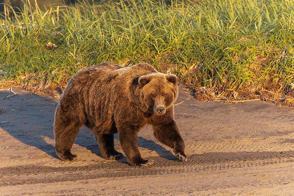Jones, Adam 아티스트의 Adult grizzly bear on shoreline at sunrise-Lake Clark National Park and Preserve-Alaska작품입니다.